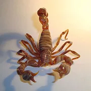 Ручная работа: Скульптура «Скорпионы» из стекла — фотография 2